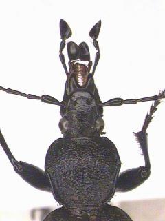 cychrus_kopf.jpg