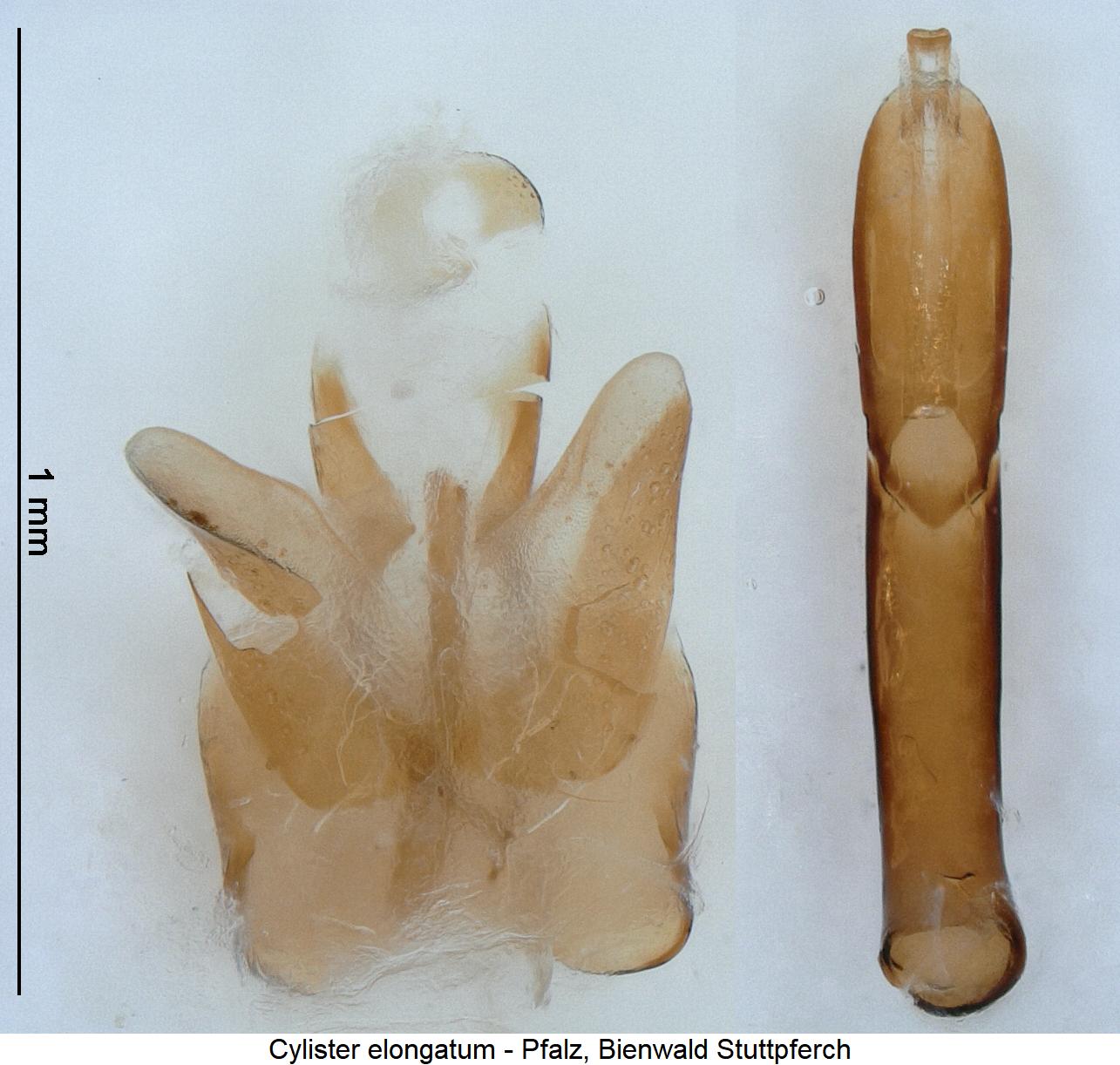 cylister_elongatum.jpg