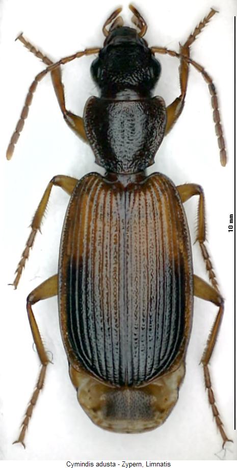 cymindis_adusta_hab.jpg