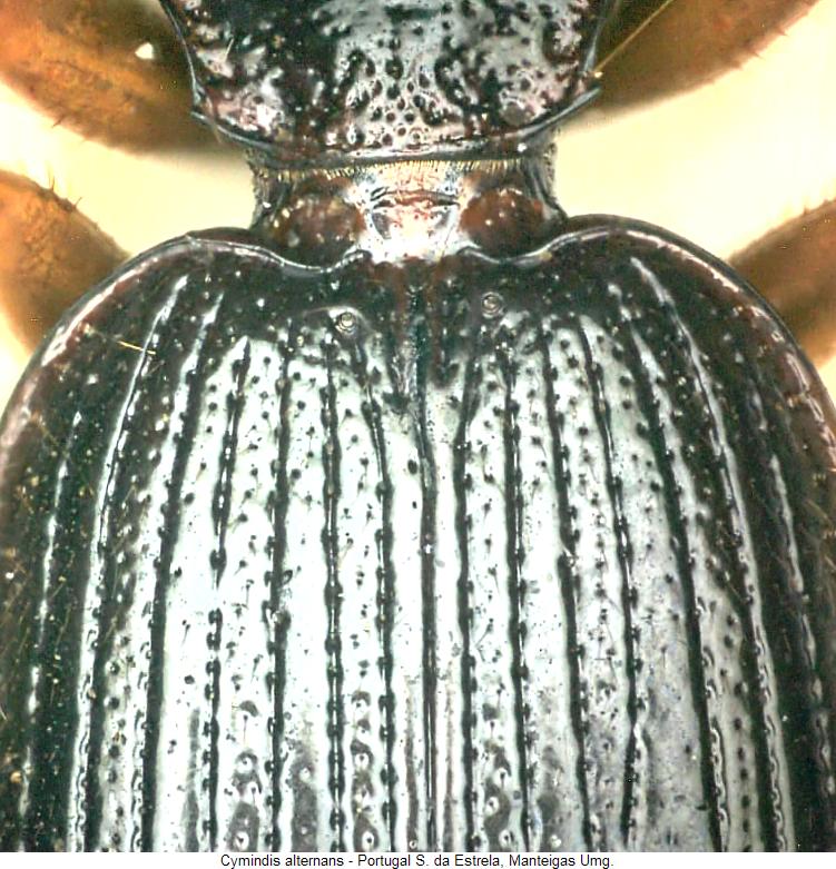 cymindis_alternans_fld.jpg