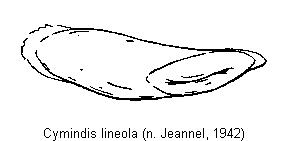 cymindis_lineola1.jpg