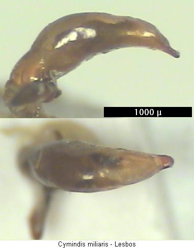 cymindis_miliaris.jpg