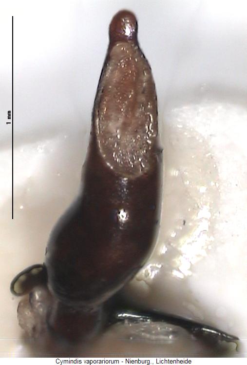 cymindis_vaporariorum.jpg