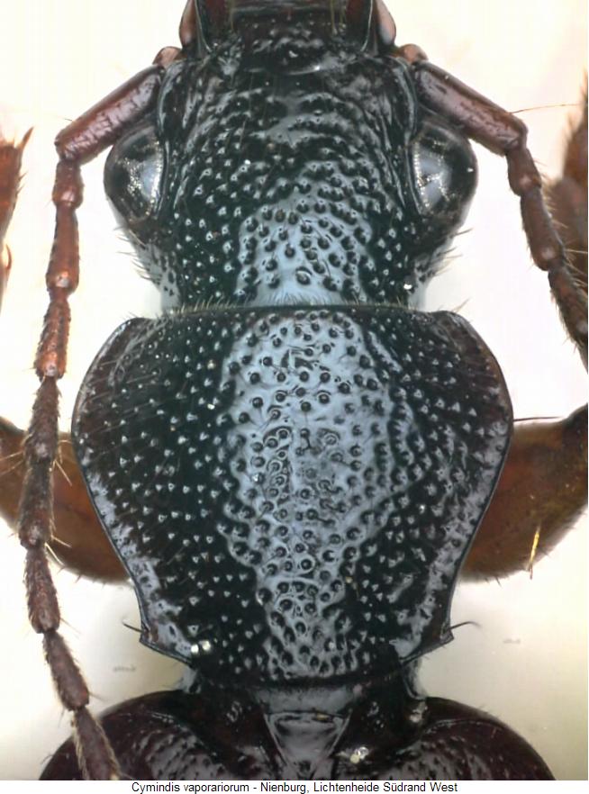 cymindis_vaporariorum_vk.jpg