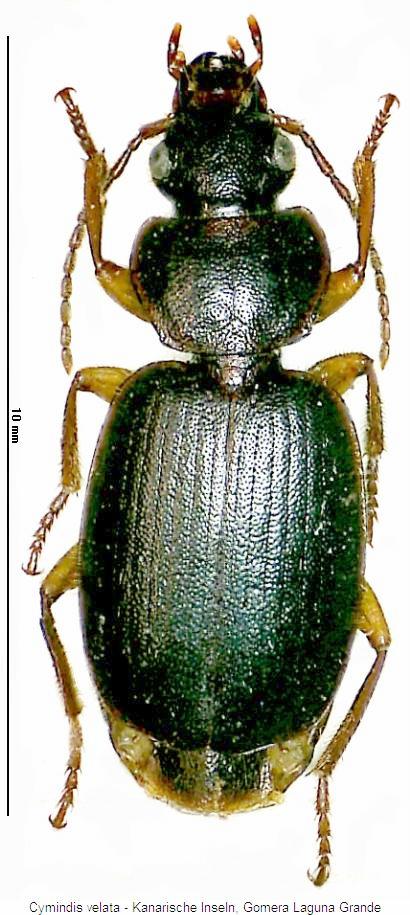 cymindis_velata_hab.jpg