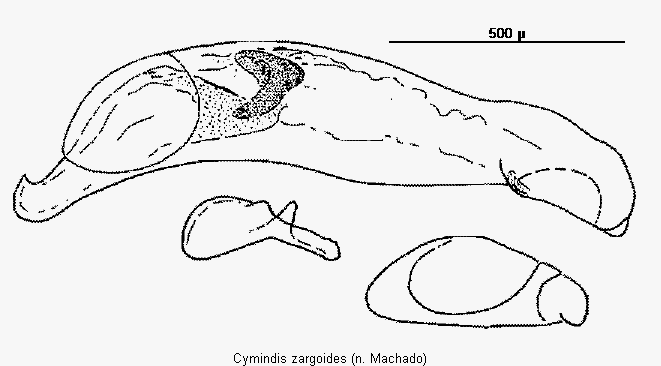cymindis_zargoides.gif