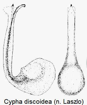 cypha_discoidea-1.gif