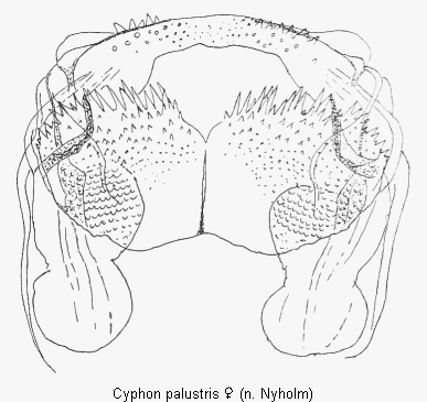cyphon_palustris_sperm.gif