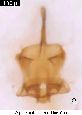 cyphon_pubescens.jpg