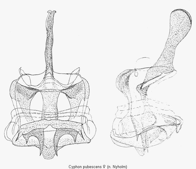 cyphon_pubescens_sperm.gif