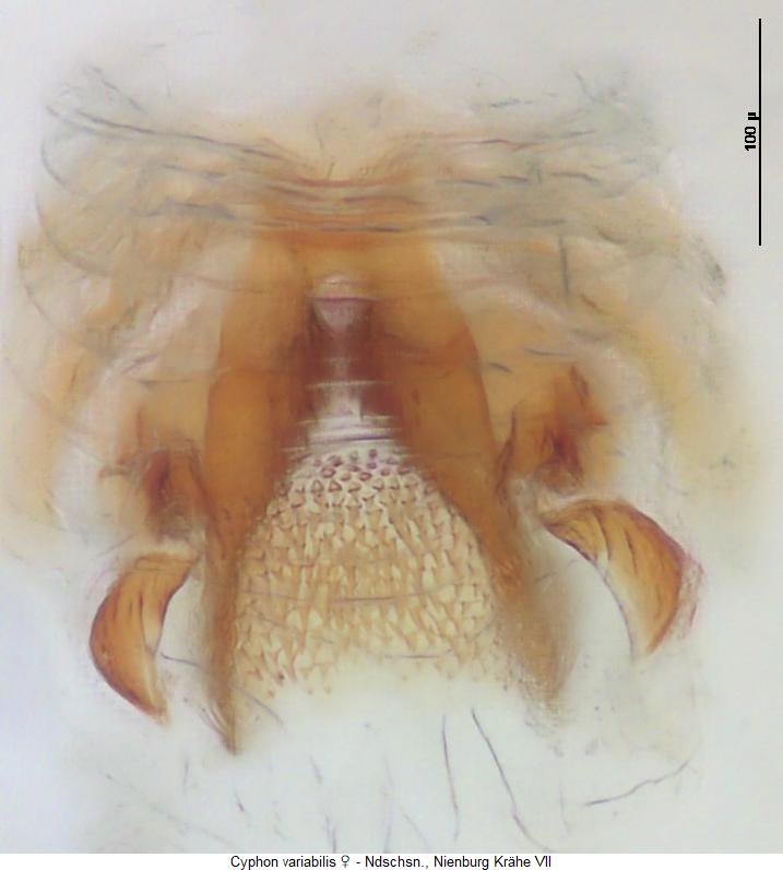 cyphon_variabilis_bur.jpg