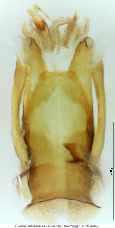cyrtusa_subtestacea.jpg
