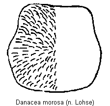 danacea_morosa_hsch.gif