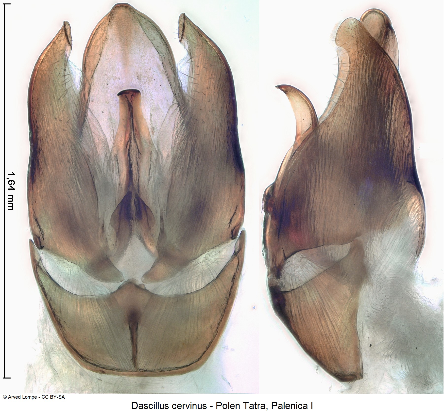 dascillus_cervinus_ck34333422.jpg