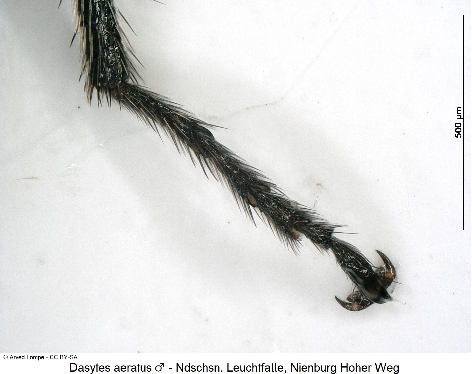 dasytes_aeratus_m_ck38099806_htr.jpg