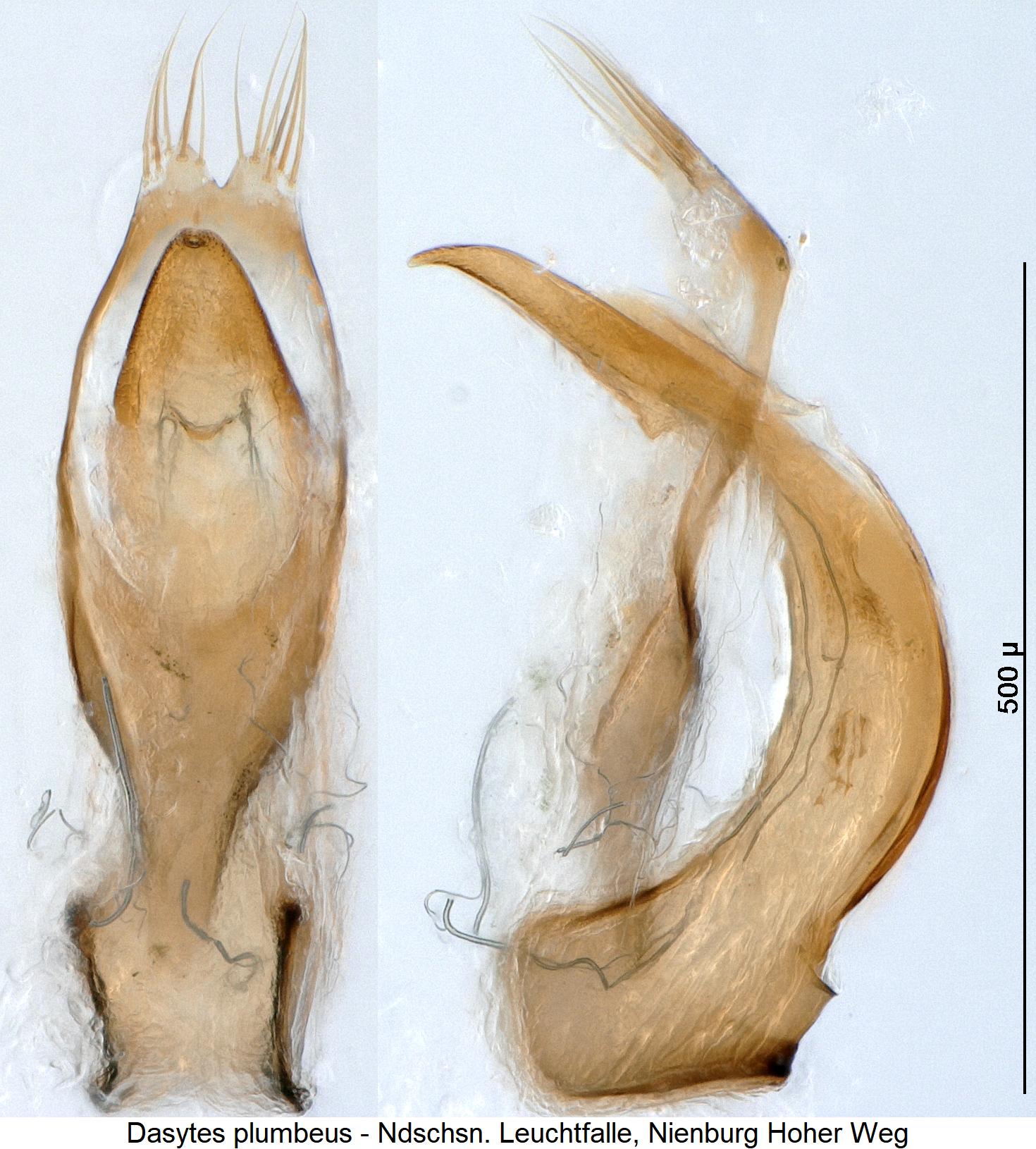 dasytes_plumbeus1.jpg