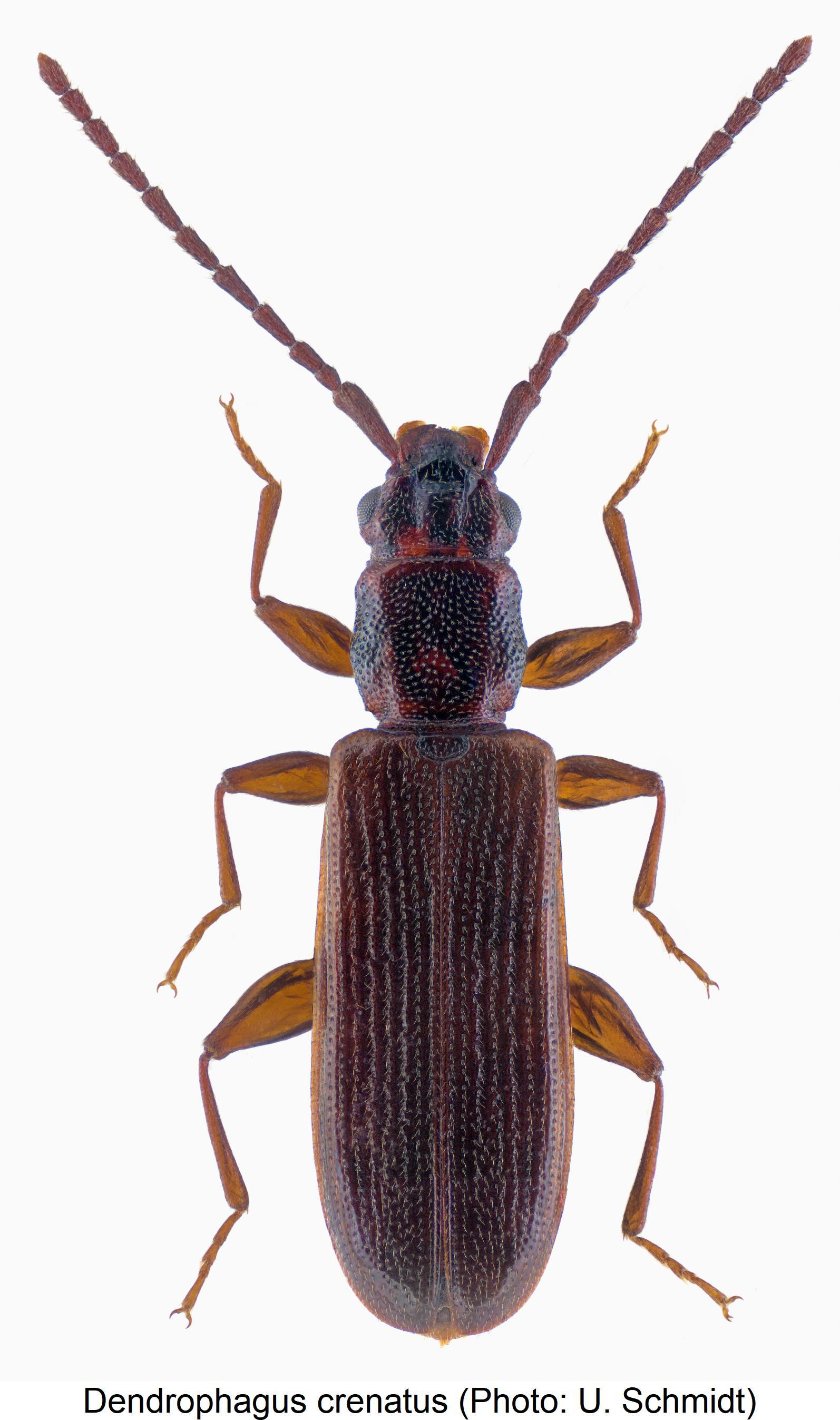 dendrophagus_crenatus_hab1.jpg