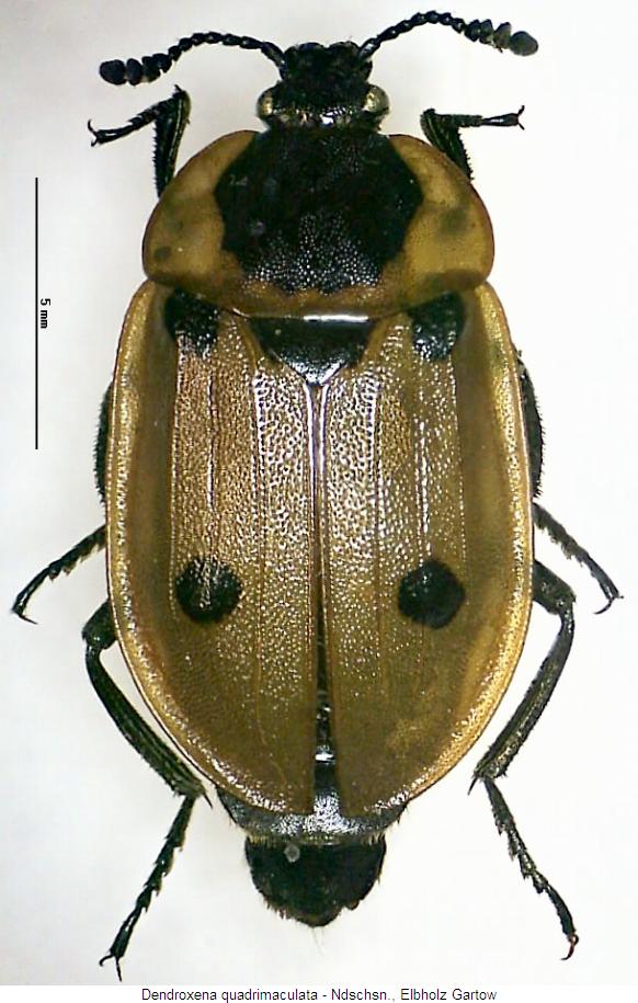 dendroxena_quadrimaculata_hab.jpg
