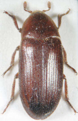 dermestes_bicolor.jpg