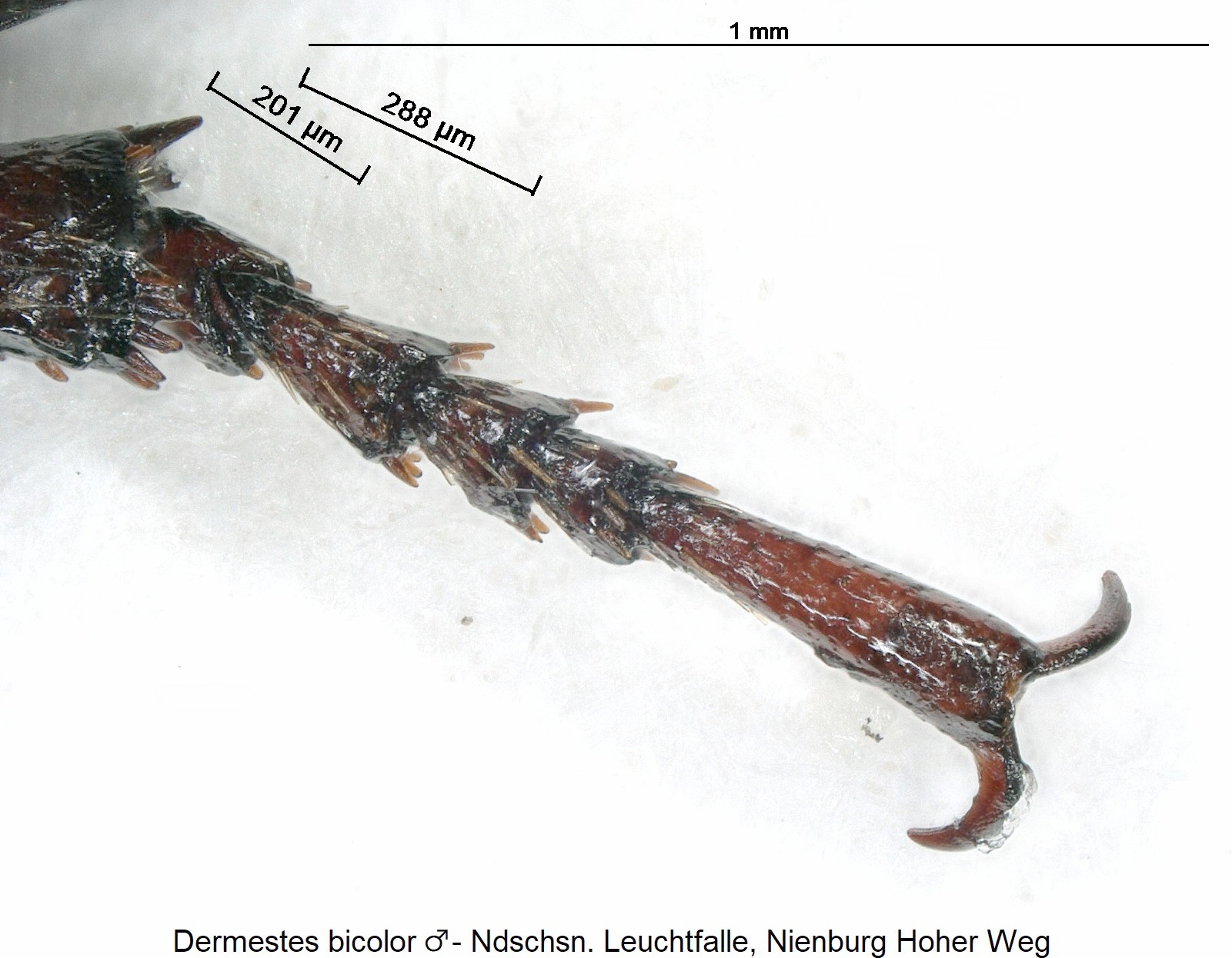 dermestes_bicolor_m_ck36205241_htr.jpg