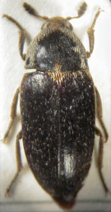 dermestes_frischii.jpg