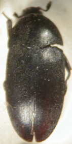 dermestes_fuliginosus.jpg