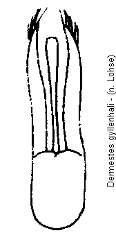 dermestes_gyllenhali.gif