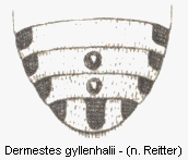dermestes_gyllenhalii_hlb.gif