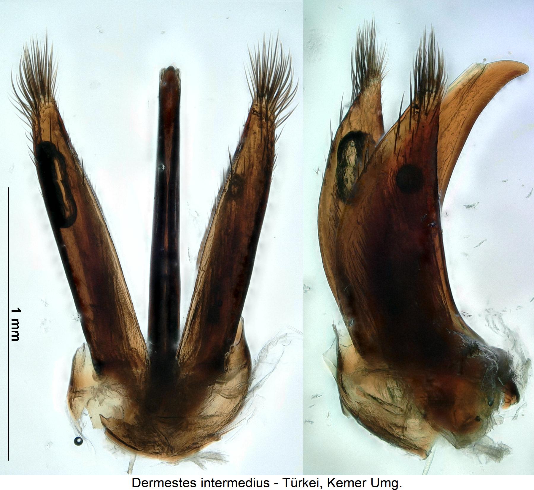 dermestes_intermedius.jpg