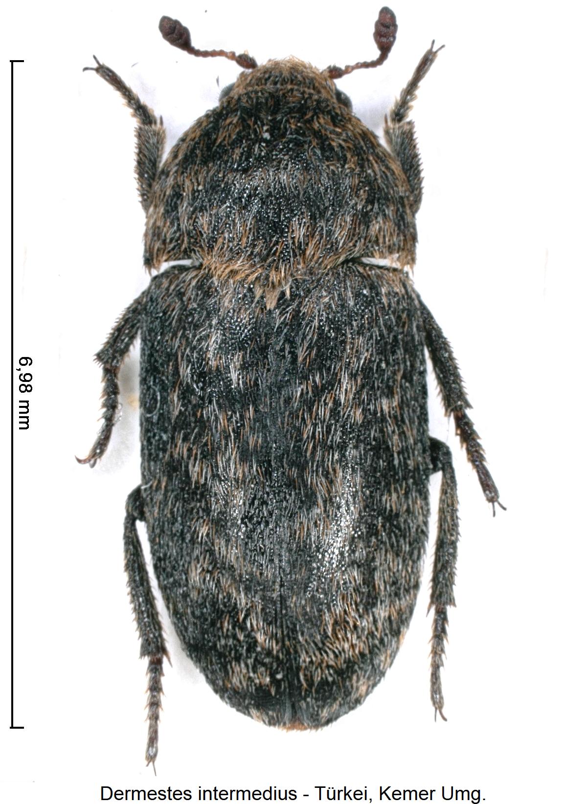dermestes_intermedius_hab.jpg
