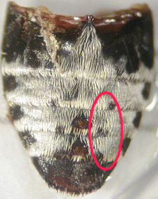 dermestes_laniarius_abdomen.jpg