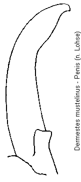 dermestes_mustelinus.gif