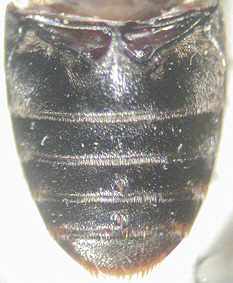 dermestes_olivieri_abdomen.jpg