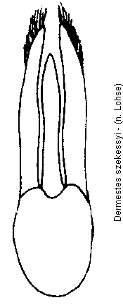 dermestes_szekessyi.gif