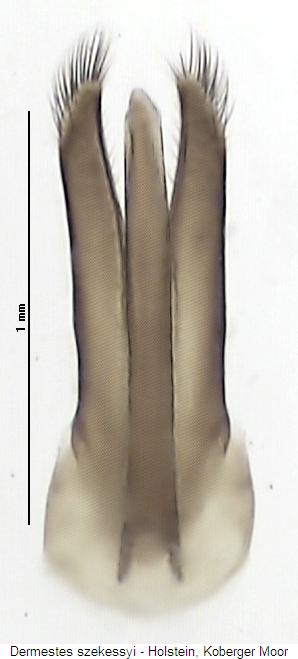dermestes_szekessyi.jpg