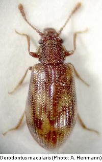 derodontus_macularis_hab2.jpg