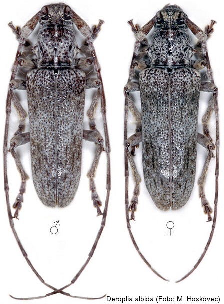deroplia_albida.jpg