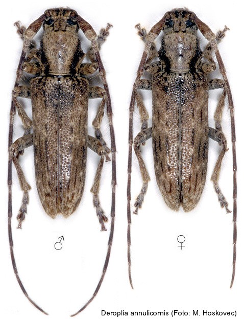 deroplia_annulicornis.jpg