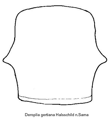 deroplia_gertiana_hls.jpg