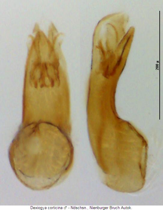 dexiogya_corticina.jpg
