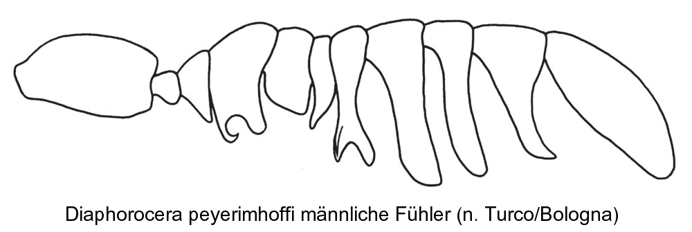 diaphorocera_peyerimhoffi_f.jpg