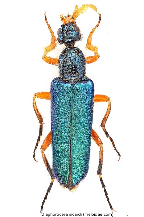 diaphorocera_sicardi.jpg