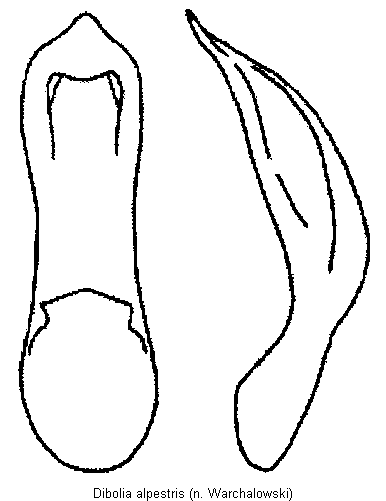 dibolia_alpestris.gif