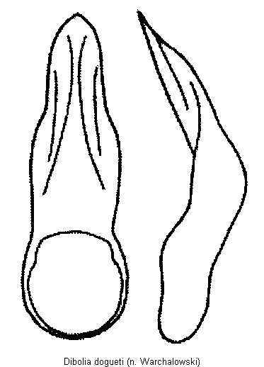 dibolia_dogueti.gif