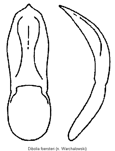 dibolia_foersteri.gif