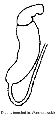 dibolia_foersteri_sperm.gif