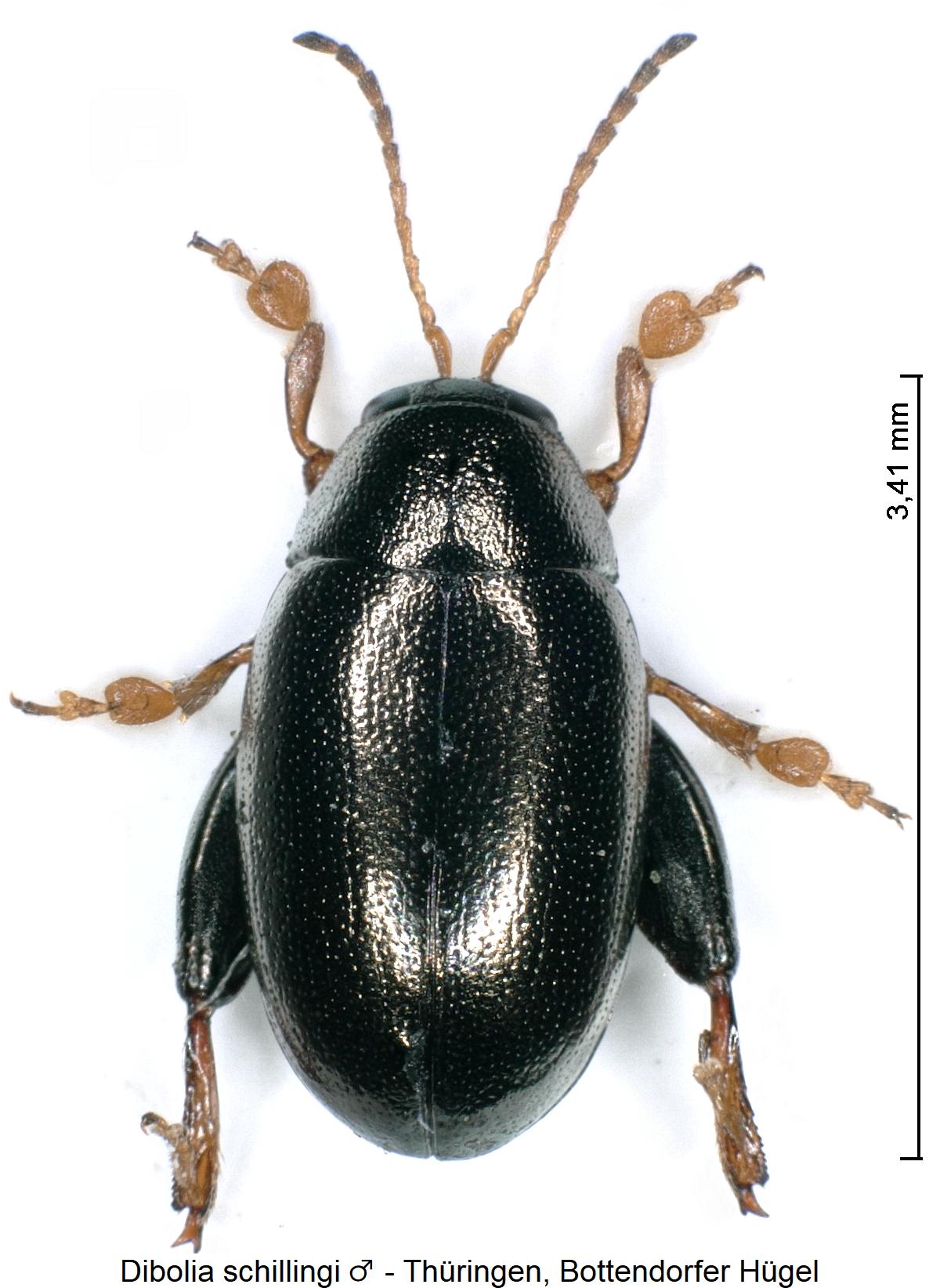 dibolia_schillingi_m_hab.jpg