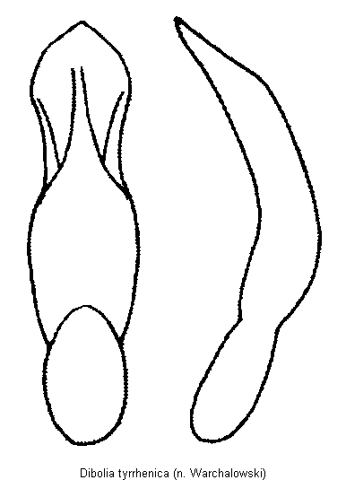 dibolia_tyrrhenica.gif