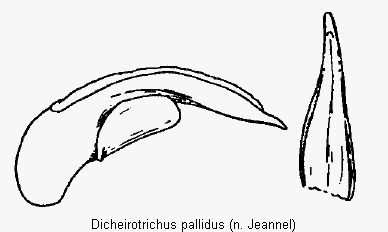 dicheirotrichus_pallidus.gif