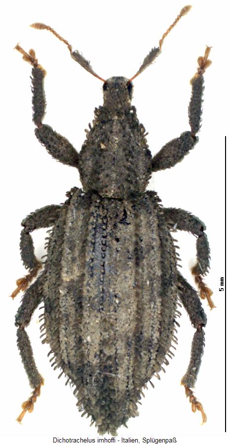 dichotrachelus_imhoffi_hab.jpg